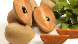 Menguak Manfaat Buah Sawo yang Lezat untuk Kesehatan Tubuh