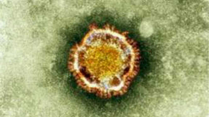 Virus corona dalam pantauan mikroskop 