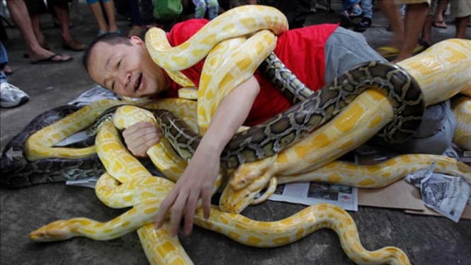 Seorang pria di Filipina bermain dengan ular piton albino