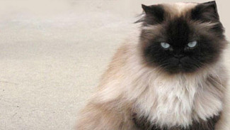 Seorang Anak Kelas 6 SD Alami Kecelakaan Saat Selamatkan Kucing, Netizen: Ya Allah