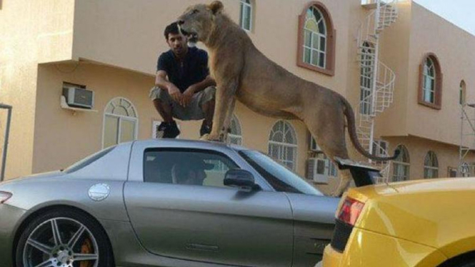 Humaid Abdalla Albuqaish berpose dengan Singa di mobil mewah