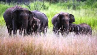 Nadya Hutagalung: Ribuan Gajah Mati Demi Perhiasan Berbahan Gading