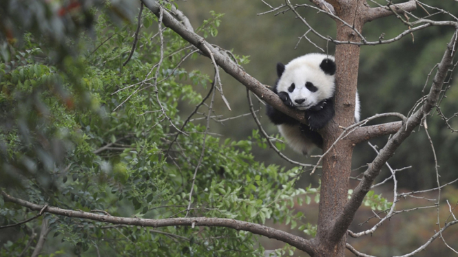 Panda di Chengdu Research Base of Giant Panda Breeding Provinsi Sichuan