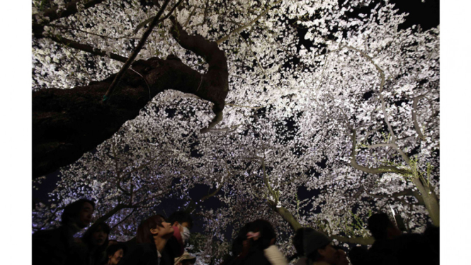 Sakura mekar di Jepang 2014