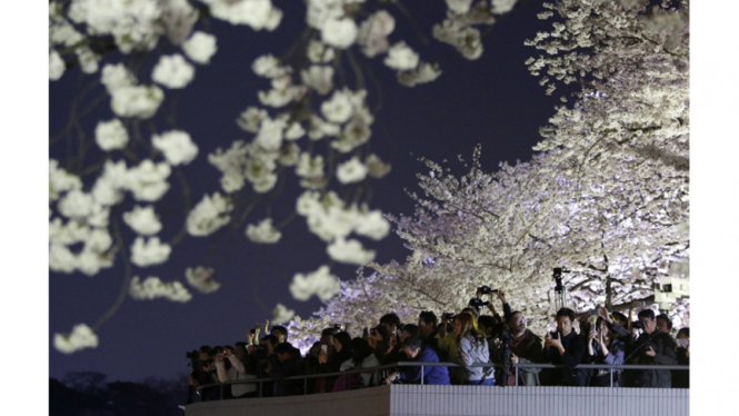 Sakura mekar di Jepang 2014