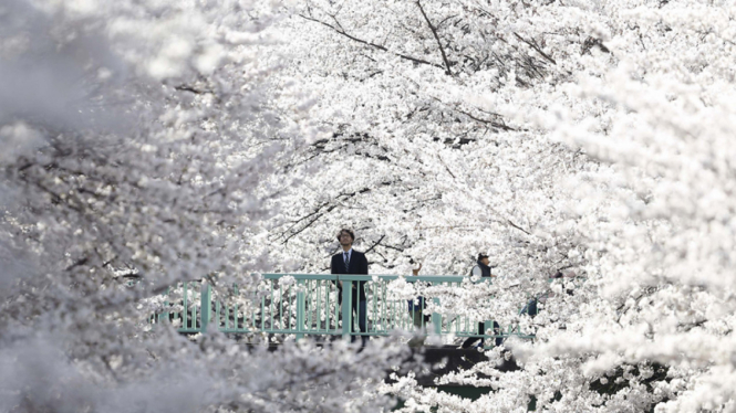 Sakura mekar di Jepang 2014