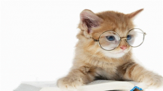 Delapan Fakta Unik Tentang Kucing