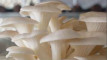 Photo Mini 1