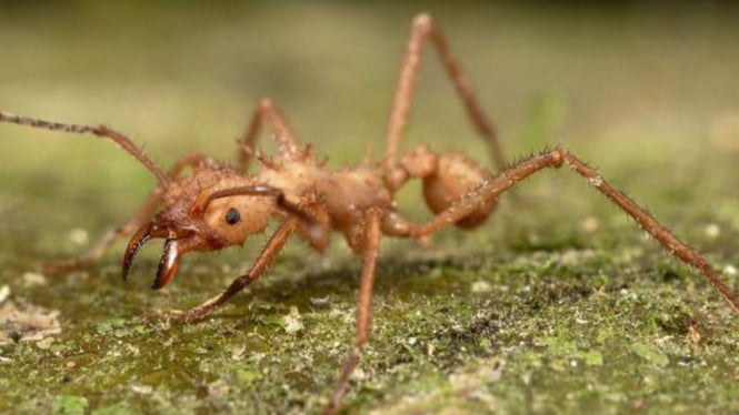 Semut ganas pseudomyrmex triplarinus