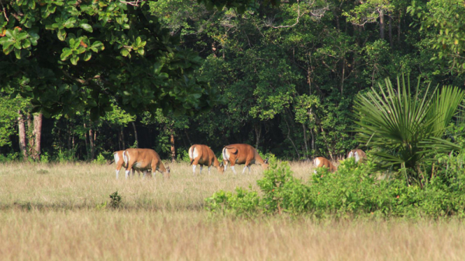 Taman Nasional Ujung Kulon