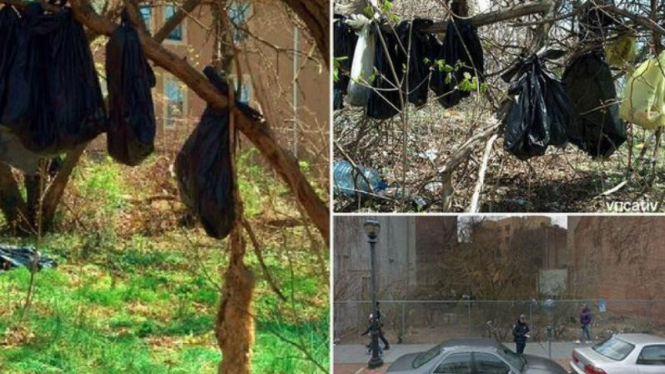 Lebih dari 30 mayat kucing digantung di pohon