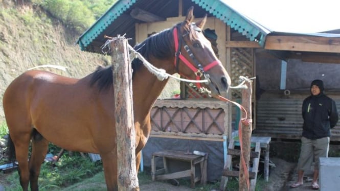 Kuda Pacu seharga Rp250 juta di Aceh Tengah