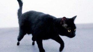 VIDEO: Oscar, Kucing dengan Kaki Bionik Pertama di Dunia