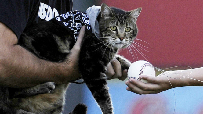 Kucing pemain baseball Tara