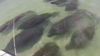 Lembu laut Serbu Pantai di Florida