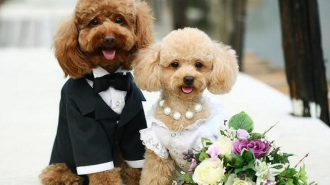 Ilustrasi pernikahan anjing