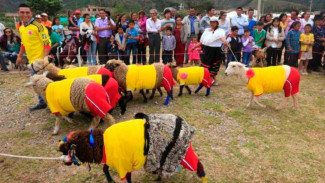 Gawat! Ribuan Domba 'Serbu' Spanyol