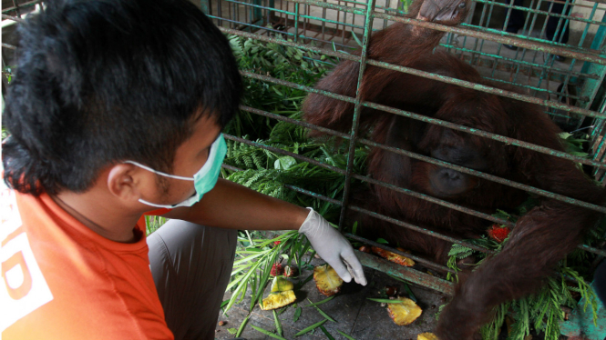 Sepasang orangutan di Taman Satwa Solo mati mengenaskan