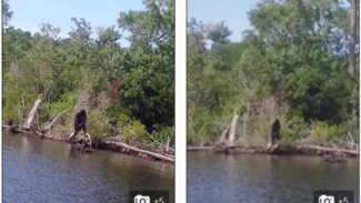 Penampakan Bigfoot Hebohkan Dunia Maya