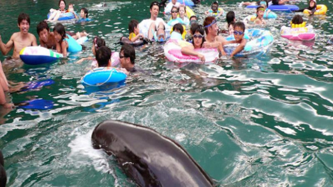 Berenang bersama paus di Jepang