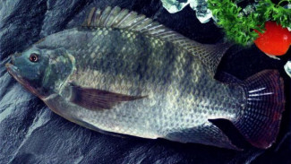 Asal Usul dan Sejarah Ikan Mujair