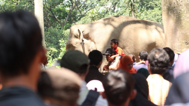 Suasana di kandang gajah Ragunan.