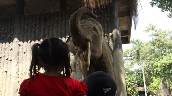 Puncak Akhir Libur Lebaran, Ragunan Masih Menjadi Tempat Wisata Favorit.