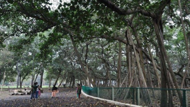 The Great Banyan Tree, Kolkata, India