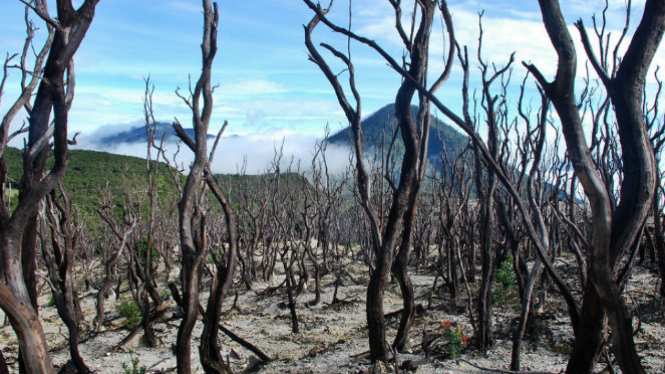 Keindahan di Balik Angkernya Hutan Mati Papandayan