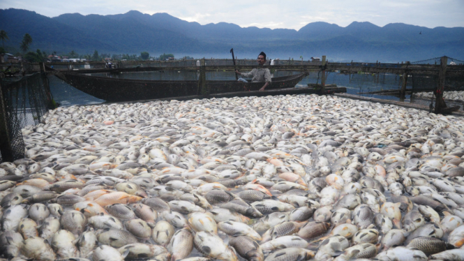 Ratusan ton ikan mati