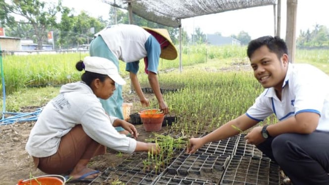 Pembibitan tebu dengan teknik Bud Chips