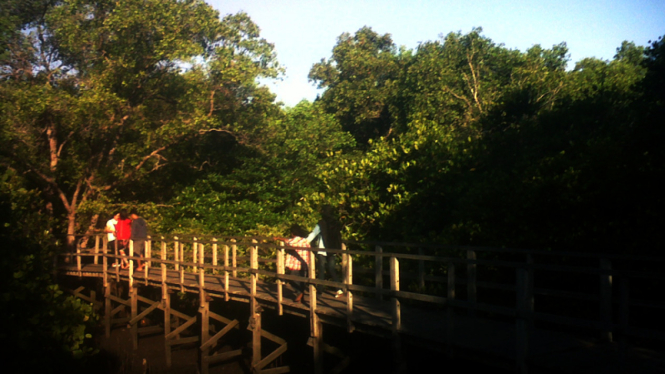 Hutan Mangrove di Bali
