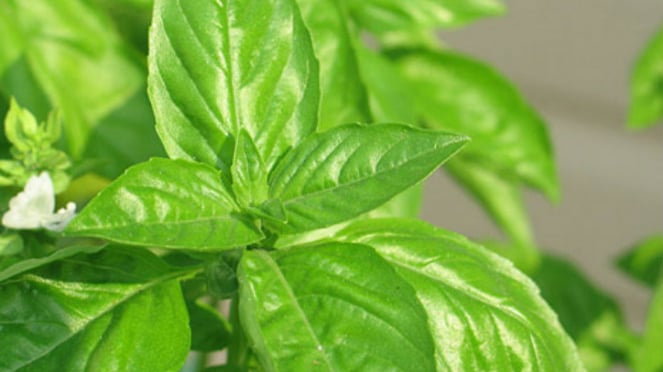 Daun kemangi.