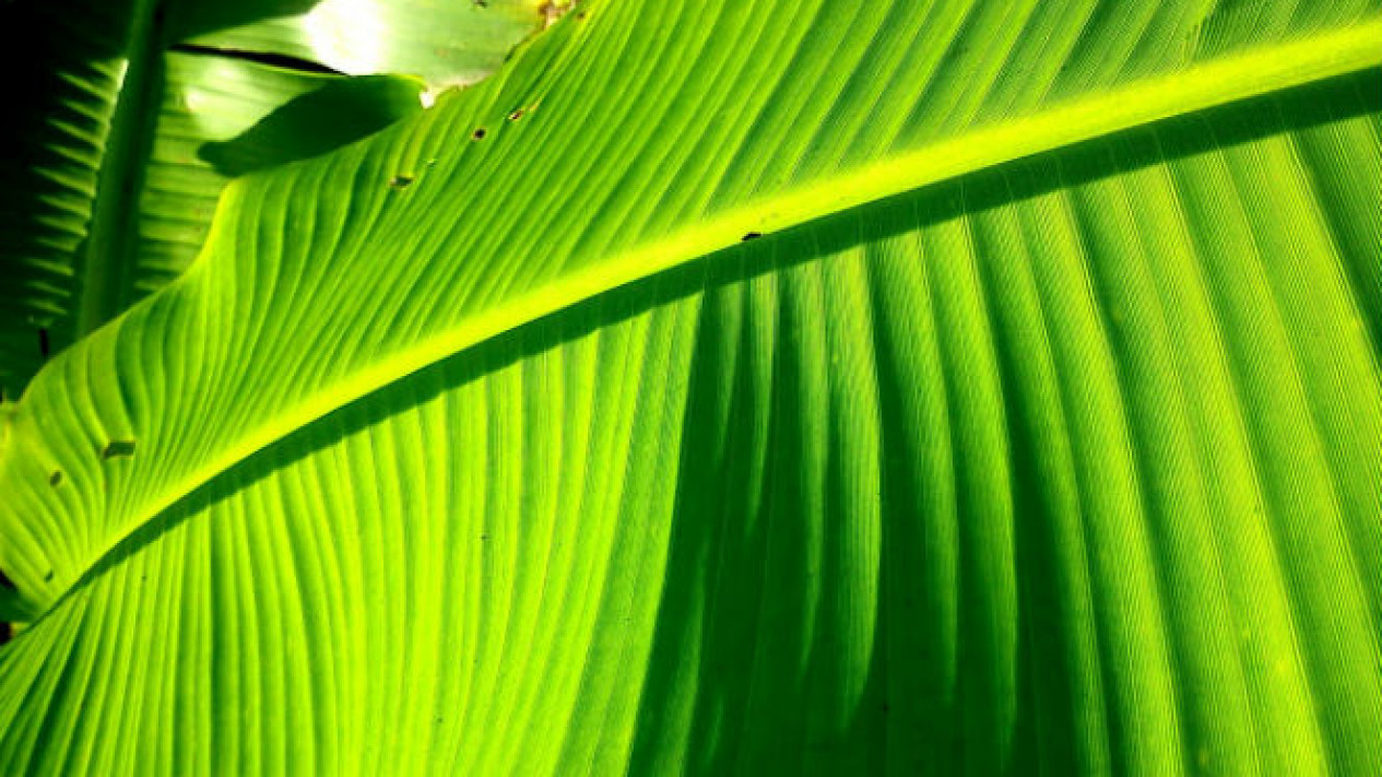 Merawat Kulit Wajah dengan Daun Pisang