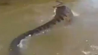 Mengejutkan, Anaconda Betina Bunuh Pasangannya Usai Kawin