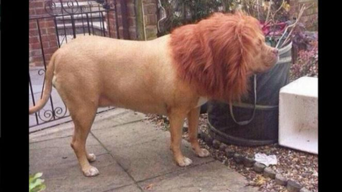 11++ Anjing yang mirip singa ideas