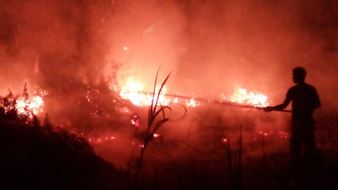 Ilustrasi Kebakaran hutan di Kalimantan 