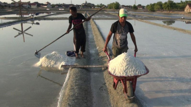 Harga Garam Anjlok hingga 50 Persen di Tuban