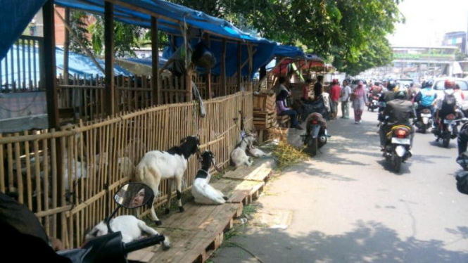 Pedagang hewan di salah satu kawasan Jakarta. 