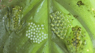Unik, Katak Ini Bisa Berkamuflase Layaknya Bunglon