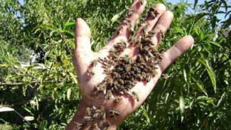 Pekerja Kebun Tewas Diserang 800,000 Lebah