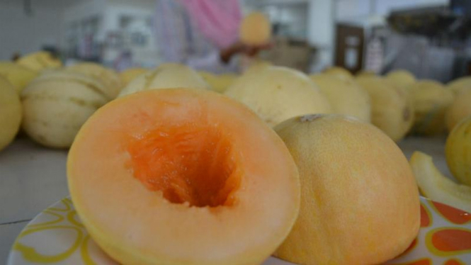 Peneliti UGM Ciptakan Varietas Melon Granat