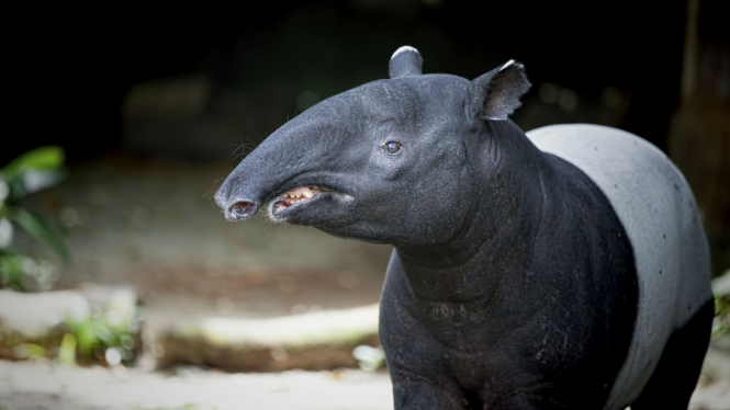 Ilustrasi Tapir