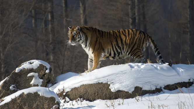 Ilustrasi Harimau Siberia
