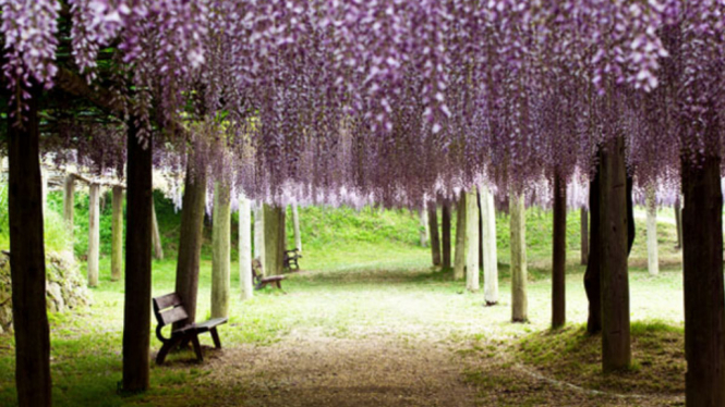 Terowongan Wisteria 7