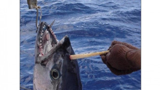 Aneh, Ikan Tuna Ini Mempunyai Tanduk di Kepalanya
