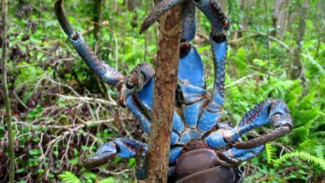 Ketam Kenari, Kepiting Raksasa yang Ada Di Indonesia