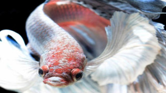 Ikan Kecil Ini Berharga Lebih dari Rp100 Juta