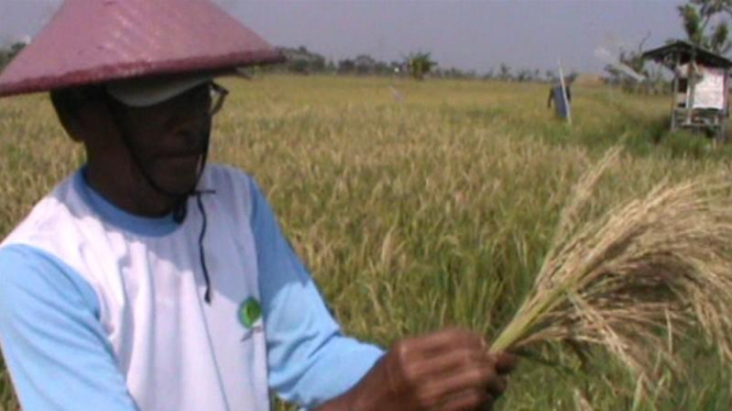 Petani menunjukkan padi tanpa isi yang diserang hama