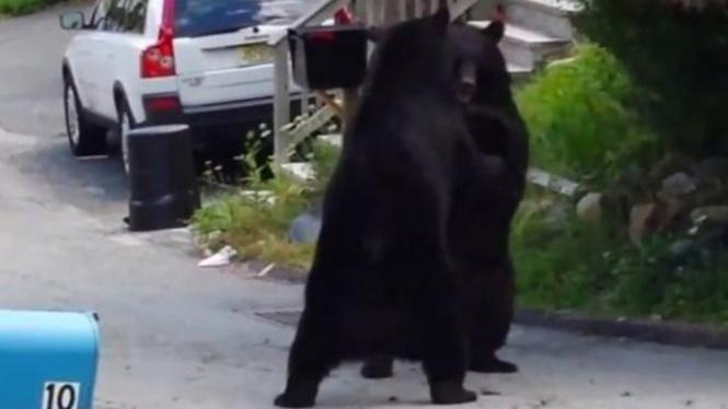Dua beruang berkelahi dekat perumahan penduduk